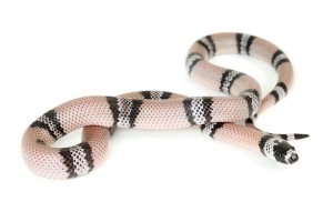 Lampropeltis triangulum hondurensis, anérythristique
